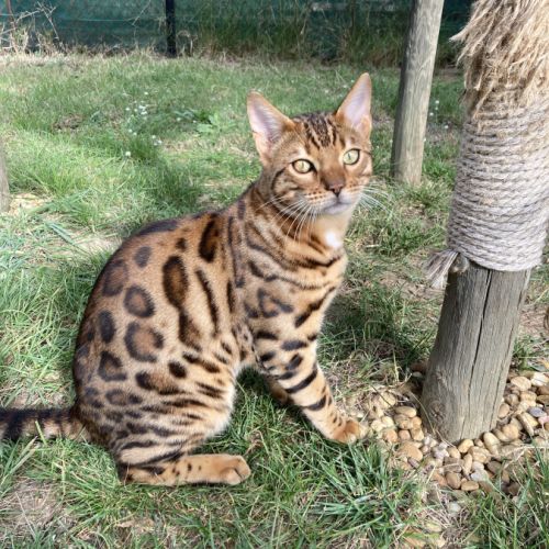 Mâle bengal brown loof #0