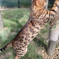 Mâle bengal brown loof #1