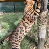 Mâle bengal brown loof #2