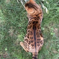 Mâle bengal brown loof #4