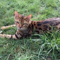 Mâle bengal brown loof #5