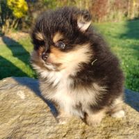 Spitz nain pomeranian