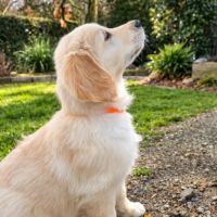 Chiots golden retriever lof disponible