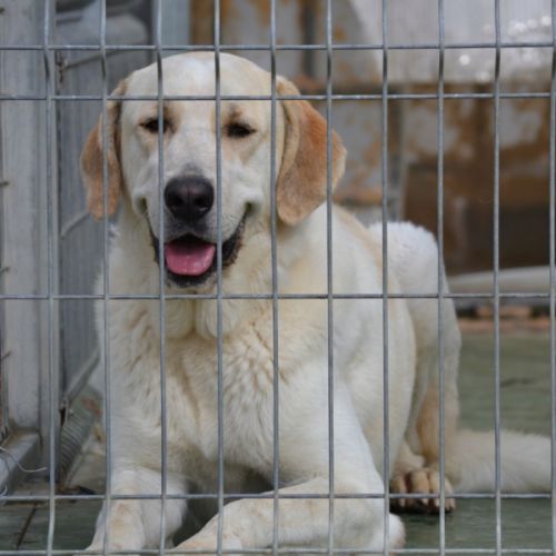 Whisky 3 ans, superbe mastin (ok chat) #1