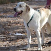 Whisky 3 ans, superbe mastin (ok chat) #2