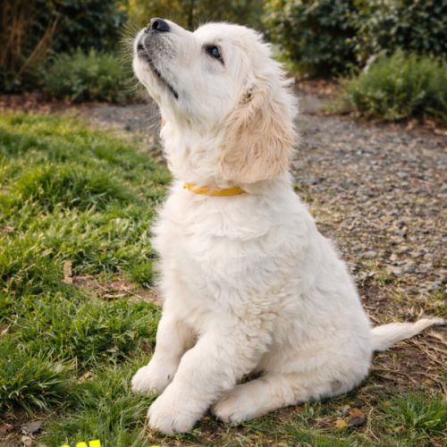 Adorable chiot golden retriever lof #0