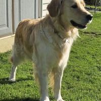 Adorable chiot golden retriever lof #1