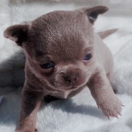 Chihuahua lof à réserver #0