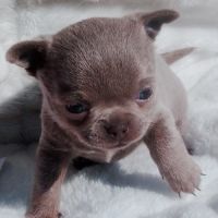 Chihuahua lof à réserver