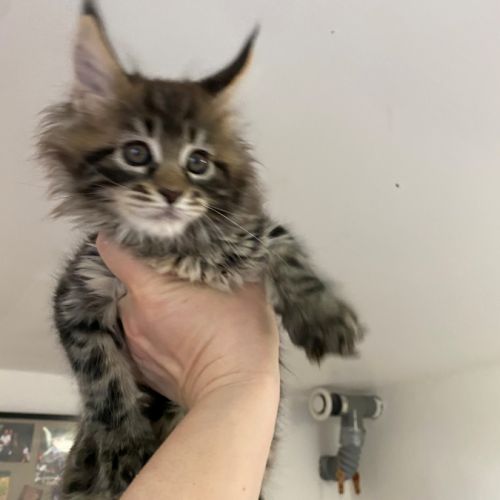 Chaton loof maine coon #1