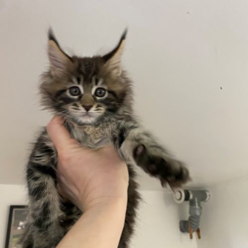Chaton loof maine coon
