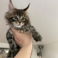 Chaton loof maine coon #1