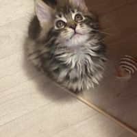 Chaton loof maine coon #2
