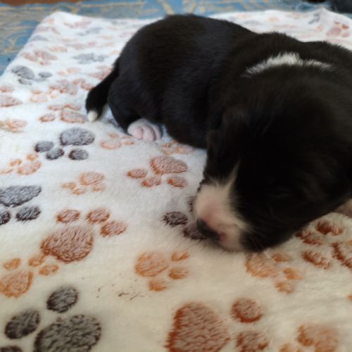 Chiots border collie males #1