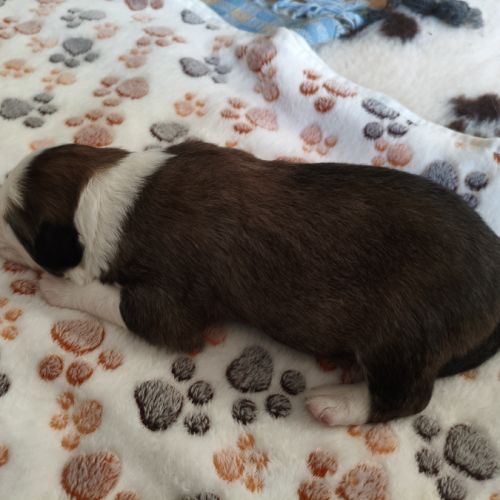 Chiots border collie males #3