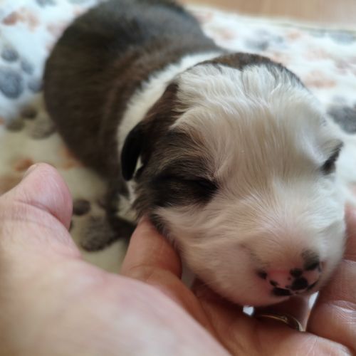 Chiots border collie males #4