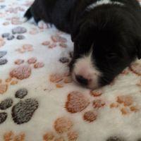 Chiots border collie males