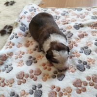 Chiots border collie males #5