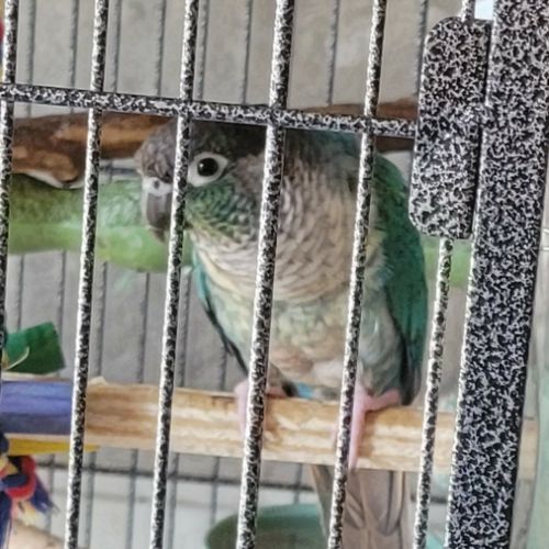 Couple conure eam