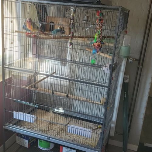 Couple conure eam #3