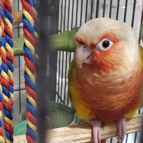 Couple conure eam #4