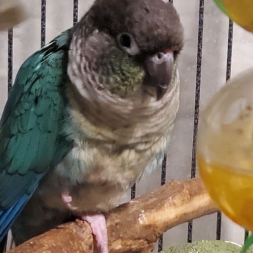 Couple conure eam #5