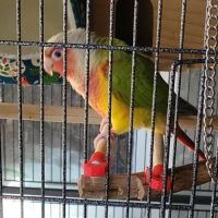 Couple conure eam #1