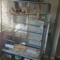 Couple conure eam #3