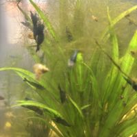 Crevette neocaridina blue velvet