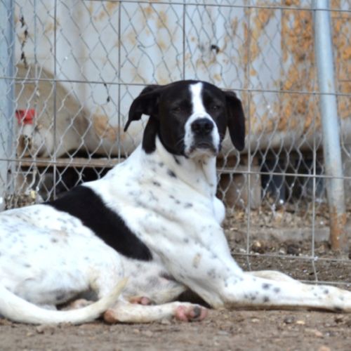 À l’adoption – zuri, pointer mâle  adorable #3