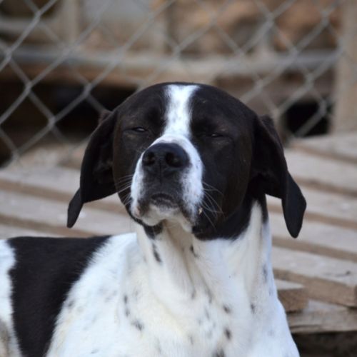 À l’adoption – zuri, pointer mâle  adorable #0