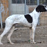 À l’adoption – zuri, pointer mâle  adorable #2