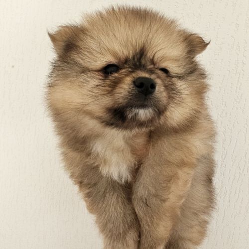 Spitz nain a réserver #1