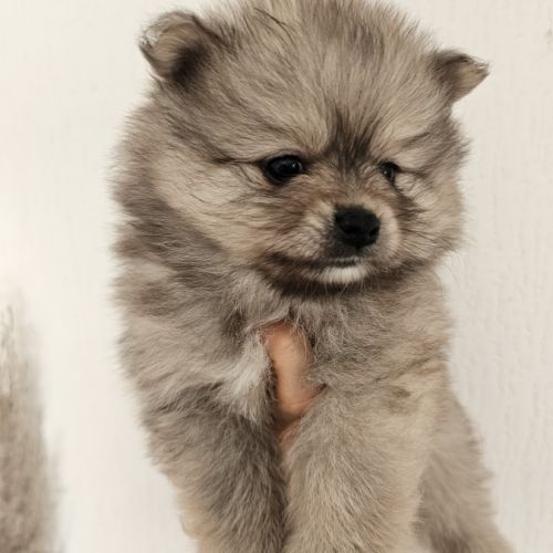 Spitz nain a réserver #3