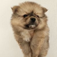 Spitz nain a réserver #1