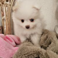 Spitz nain a réserver #2