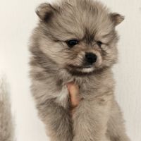 Spitz nain a réserver #3