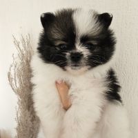 Spitz nain a réserver