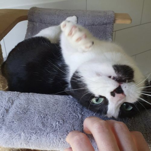 Inaya, adorable petite minette d'1 an #4