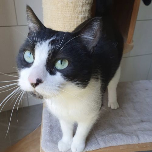 Inaya, adorable petite minette d'1 an #7