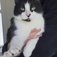 Inaya, adorable petite minette d'1 an #1