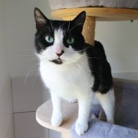 Inaya, adorable petite minette d'1 an