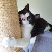 Inaya, adorable petite minette d'1 an #3