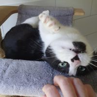 Inaya, adorable petite minette d'1 an #4