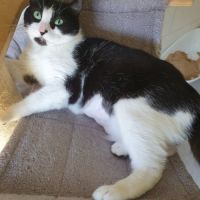 Inaya, adorable petite minette d'1 an #6