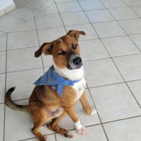 Aloka le chouchou créole