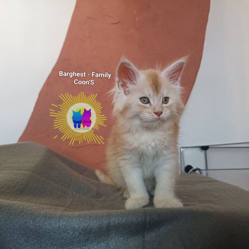 Chaton maine coon #0