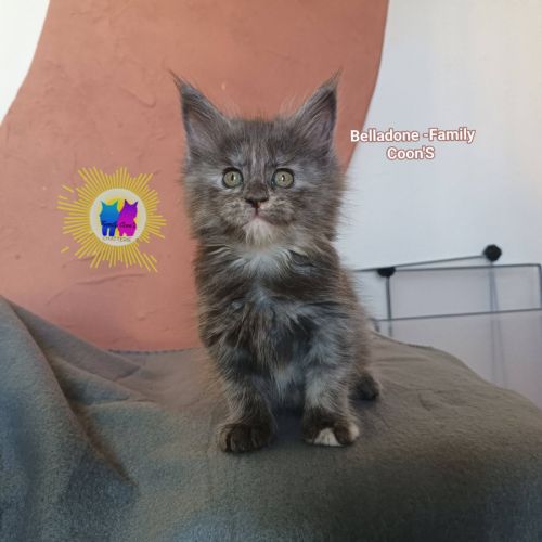 Chaton maine coon #3