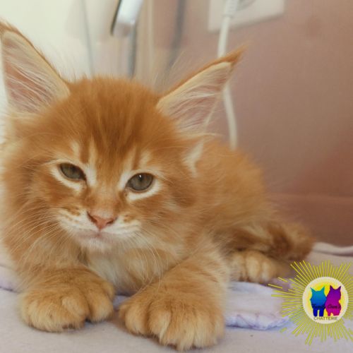 Chaton maine coon #4