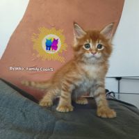 Chaton maine coon #2